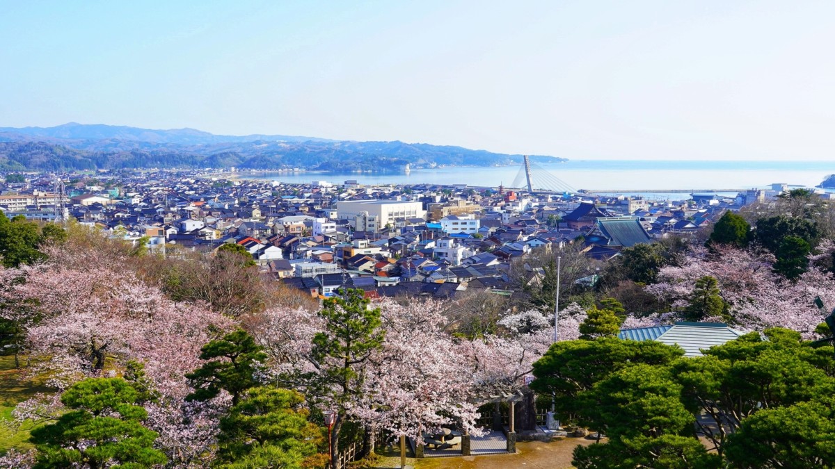 氷見市と桜